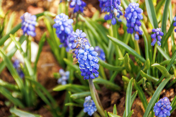 bluebonnet, Lupine, blue color bell shaped ground flowers