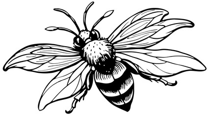 Detailed Black and White Illustration of a Honeybee in Flight