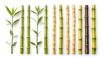 Bamboo stalks vector silhouettes isolated on white background