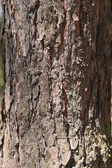 textured bark of a pine tree in close-up. background