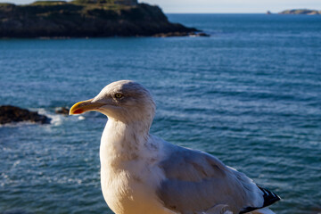 seagull on the pier