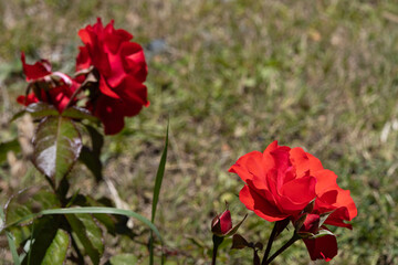 A blooming red rose in the foreground and other roses to the left in the background out of focus