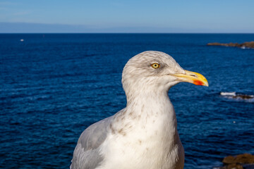 seagull on the beach