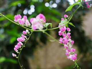 Close-up photo of Chain of Love (Antigonon leptopus) flowers in full bloom. Two tendrils of the plant are clearly visible, hanging gracefully and covered in clusters of bright pink flowers.
