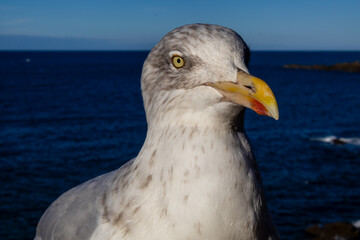 seagull on the pier