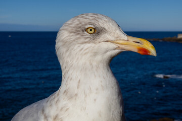 close up of a seagull