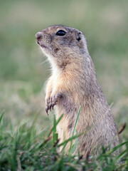 A prairie dog standing on its hind legs on a grassy lawn