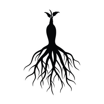 ginseng vector illustration