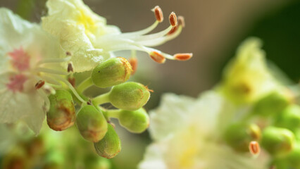 Close-up of white flowers from a horse chestnut tree