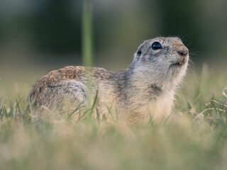 A prairie dog on a grassy lawn