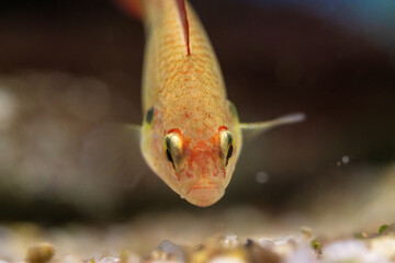  Close-up of a young Jewel Cichlid (Hemichromis lifalili)