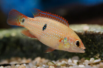 Obraz premium Close-up of a young Jewel Cichlid (Hemichromis lifalili)
