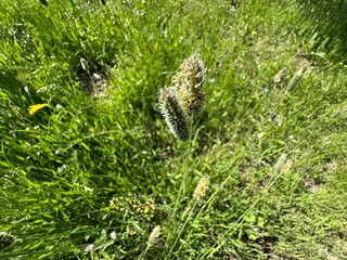 Phalaris brachystachys flower. The confused canary-grass or shortspike canarygrass is an annual grass with growth habits and cultural requirements similar to Phalaris aquatica.
