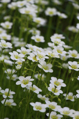 Saxifraga blooms in the garden in spring