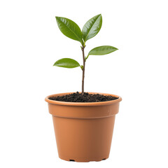 Small potted sapling with vibrant green leaves, symbolizing growth and renewal, stands isolated on transparency background