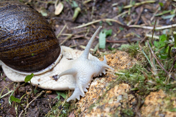 An adult snail of the species Megalobulimus - Brazilian Atlantic Forest