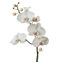 Obraz premium Elegant Stem of White Orchid Blooms and Buds, a Symbol of Beauty and Grace - Isolated on Transparent Background PNG