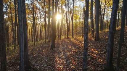 Obraz premium Golden Sunlight Filters Through Autumn Woods