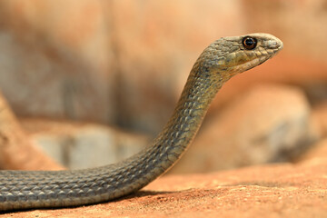 Eastern Montpellier Snake