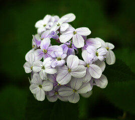 Lunaria rediviva blooms in the forest in spring