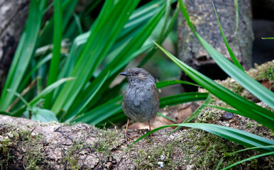 Dunnock feeding in the woods