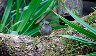 Dunnock feeding in the woods