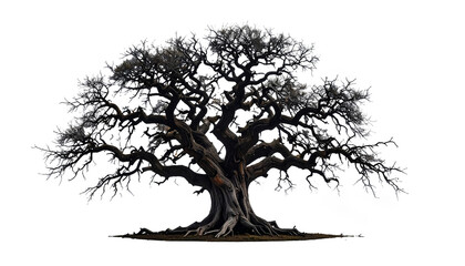 Silhouette of a tree isolated on transparent background.