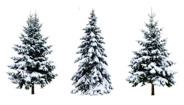 Set of pine trees isolated on transparent background. - Powered by Adobe
