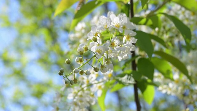 branch of blooming white bird cherry against blue sky