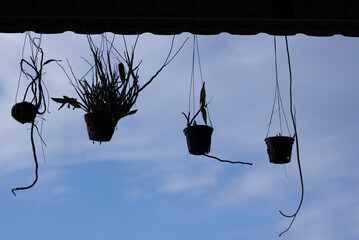 View looking up at hanging potted plants silhouetted against a cloudy sky. Represents nature,...