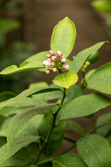 Citrus Greenhouse with Blooming Lemon Trees
