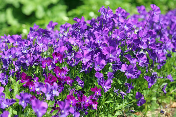 Closeup of a bed of purple Heart's Ease plants, Derbyshire England
