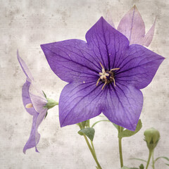 stylish square textured old paper background with Platycodon grandiflorus, Chinese bellflower