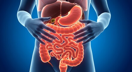 Radiant Medical Illustration of Translucent Internal Organs with Gradient Blue Background Showcasing Intestines in Great Detail Perfect for Medical Presentations