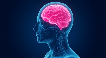 Anatomical Illustration of Human Head Revealing Pink Brain on Dark Blue Background