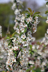 Closeup of Morello Cherry blossom, Derbyshire England