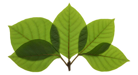 Fototapeta premium Green leaves symmetrical arrangement