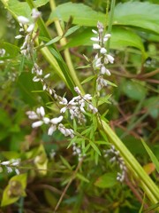 White Polygala Flowers