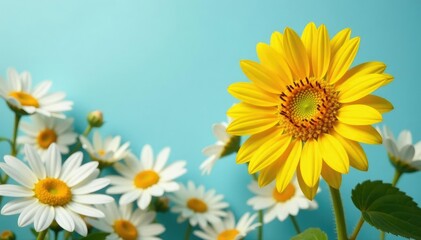 Fototapeta premium One bright yellow sunflower among white daisies, golden, sunflowers