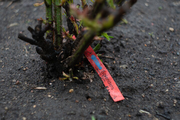 Close -up cut -out rose bush in the soil with red label in the garden