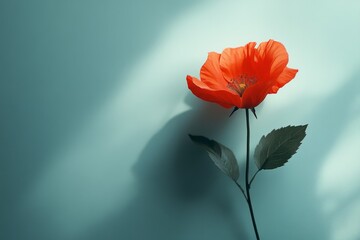 Red poppy flower blooming on a light blue background, creating a beautiful contrast with its shadow