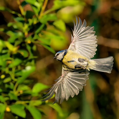 Blaumeise fliegt zum Nest