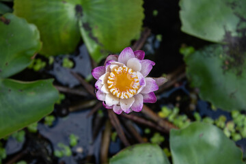 Close-up overhead view of a white and purple water lily flower on a pond surface with lily pads....