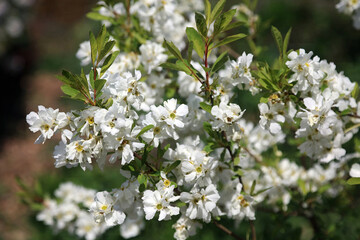 Pearlbush plant in full bloom in spring, Derbyshire England
