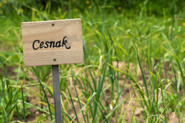 Wooden sign marks garlic plants in a lush garden