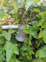 photographie en gros plan de feuilles de lierre et d'une clochette accroché sur un portail en...