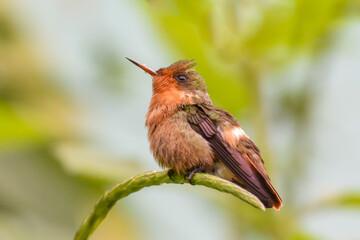 A female Tufted Coquette hummingbird perched on the tip of a plant stem in northern Trinidad