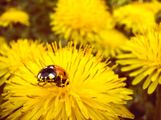 Ladybug on vibrant dandelion flower
