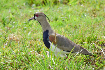 An adult Southern Lapwing searching for food in a grassy field in Trinidad and showing its wing spurs
