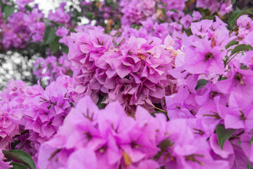 Fototapeta premium Pink flowers